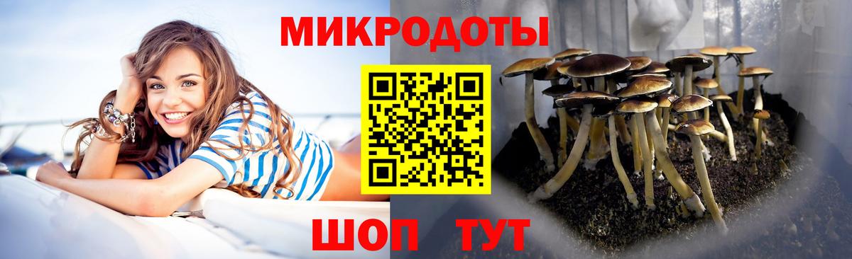 Псилоцибиновые грибы Psilocybe Псков